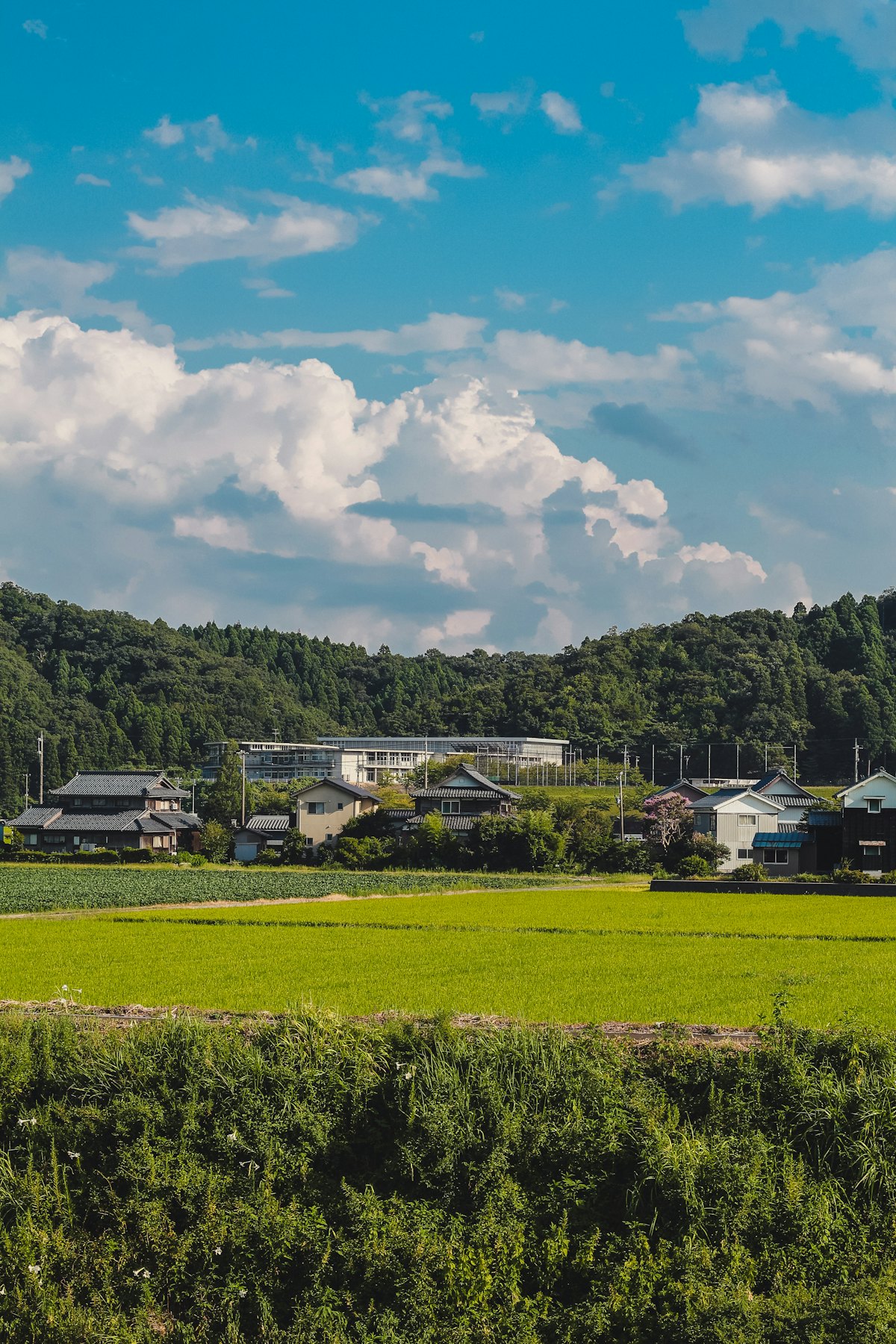 田んぼのそばに家が並ぶ日本の田舎の風景